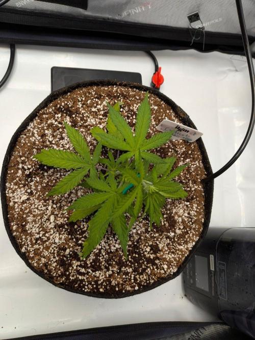 Critical Mass CBD Auto #1. Week 4 - Week 4 - Day 24: Transplant Shock Done!