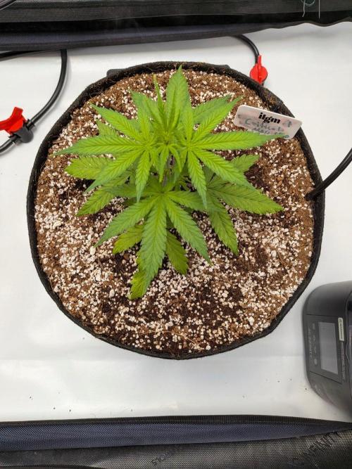 Critical Mass CBD Auto #1. Week 4 - Week 4 - Day 24: Transplant Shock Done!