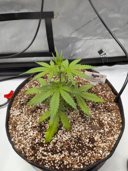 Critical Mass CBD Auto #1. Week 4 - Week 4 - Day 24: Transplant Shock Done!