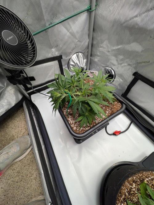 Critical Mass CBD Auto #2. Week 4 - Week 4 - Day 25: Grooving with a bit of Side Training