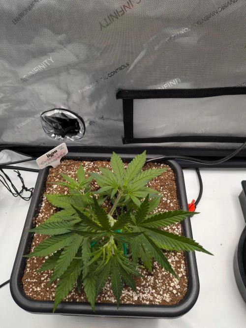 Critical Mass CBD Auto #2. Week 4 - Week 4 - Day 23: Happy and Healthy Post-Transplant