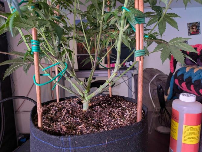 Clementine Slush #5. Week 10 - Week 2 Flowering - Day 14: Trimmed Up