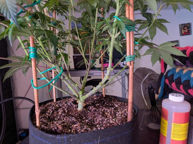 Clementine Slush #5. Week 10 - Week 2 Flowering - Day 14: Trimmed Up