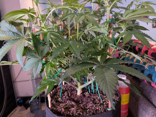 Clementine Slush #5. Week 10 - Week 2 Flowering - Day 14: Lots of Trimming to do