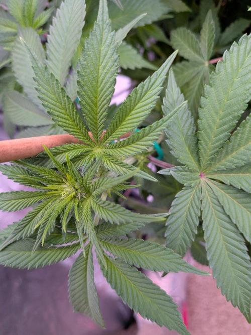 Clementine Slush #5. Week 10 - Week 2 Flowering - Day 13: Budlets have arrived