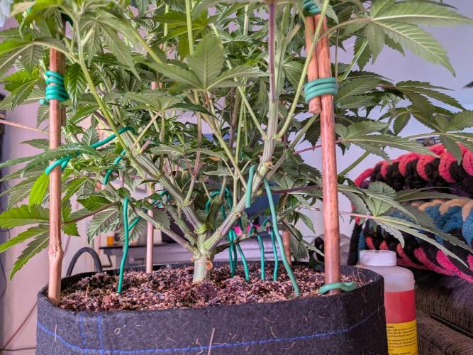 Clementine Slush #5. Week 10 - Week 2 Flowering - Day 14: Lots of Trimming to do