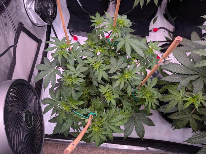 Clementine Slush #5. Week 10 - Week 2 Flowering - Day 12: Stretching!