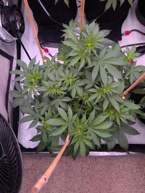 Clementine Slush #5. Week 10 - Week 2 Flowering - Day 12: Stretching!