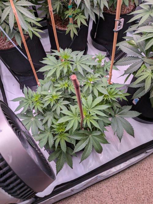 Clementine Slush #5. Week 10 - Week 2 Flowering - Day 12: Stretching!