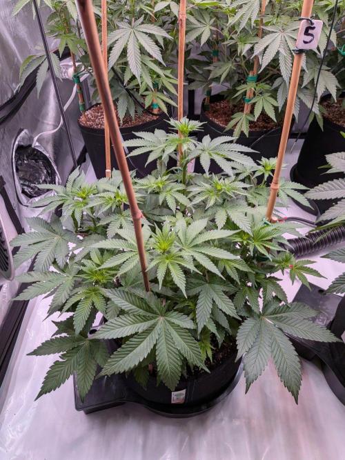Clementine Slush #5. Week 10 - Week 2 Flowering - Day 12: Stretching!