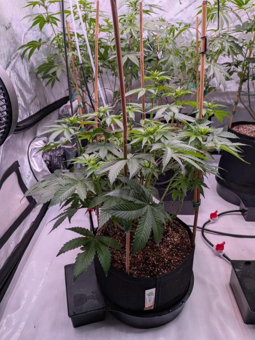 Clementine Slush #5. Week 10 - Week 2 Flowering - Day 12: Stretching!