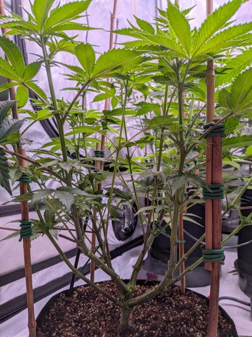 Clementine Slush #5. Week 10 - Week 2 Flowering - Day 15_ Under Canopy Looks Happy