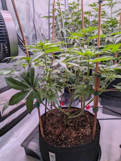 Clementine Slush #5. Week 10 - Week 2 Flowering - Day 15_ Under Canopy Looks Happy