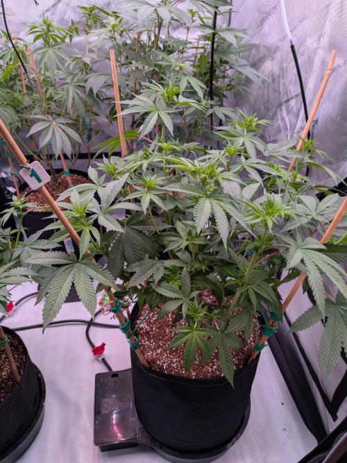 Clementine Slush #1. Week 10 - Week 3 Flower - Day 15 - Big Ol' Stretch!