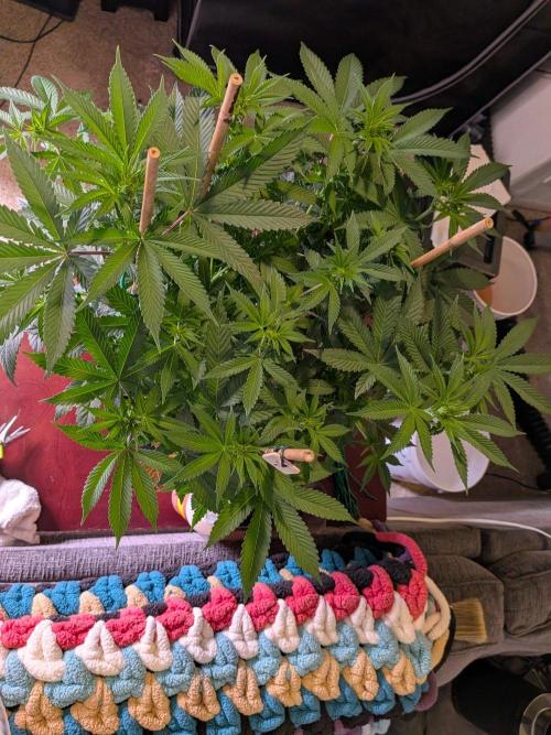 Clementine Slush #1. Week 10 - Week 3 Flower - Day 15 - Shaped and Trimmed