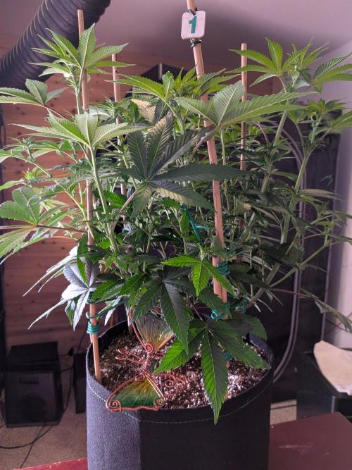 Clementine Slush #1. Week 10 - Week 3 Flower - Day 15 - Pre-Trim