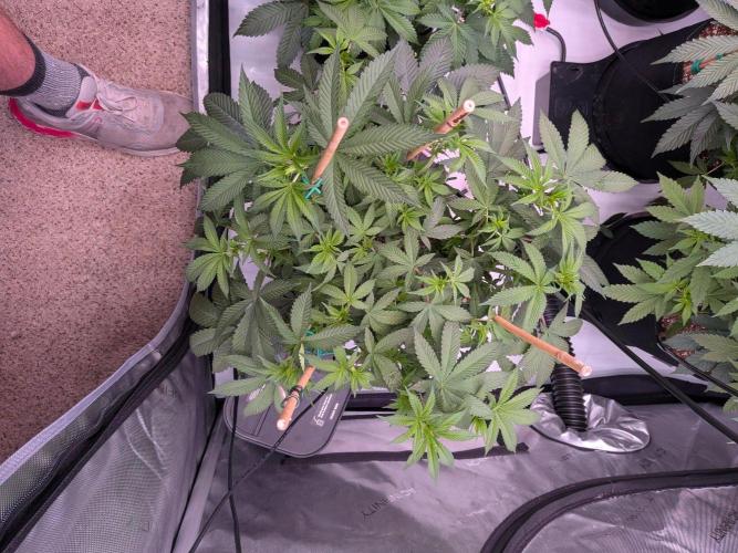 Clementine Slush #1. Week 10 - Week 2 Flower - Day 11 - Stretching Well