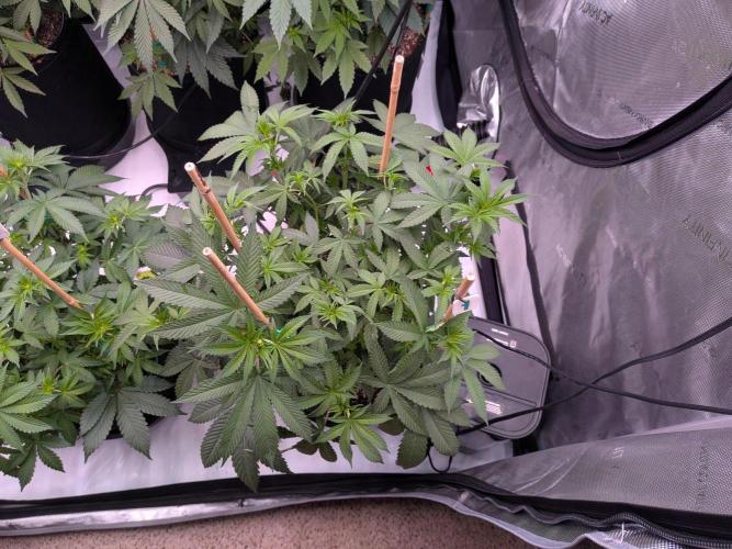 Clementine Slush #1. Week 10 - Week 2 Flower - Day 11 - Stretching Well