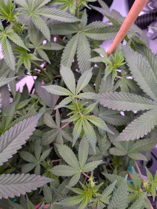 Clementine Slush #1. Week 10 - Week 2 Flower - Day 13 - Many Tops