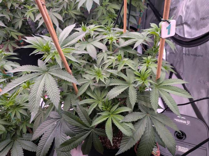 Clementine Slush #1. Week 10 - Week 2 Flower - Day 11 - Stretching Well