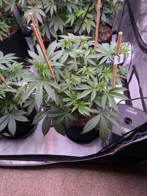 Clementine Slush #1. Week 10 - Week 2 Flower - Day 10 - Stretch