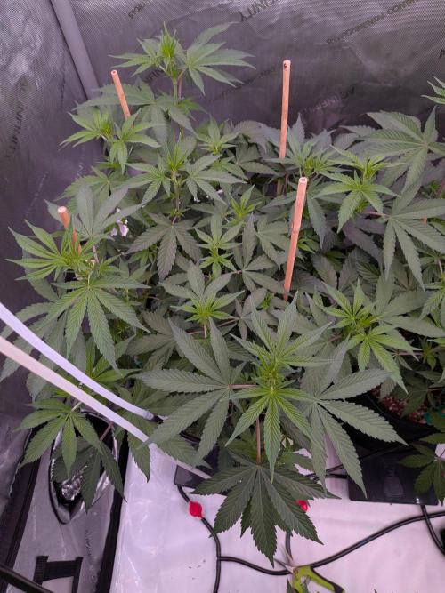 Clementine Slush #3. Week 10 - Week 2 Flower: Day 10