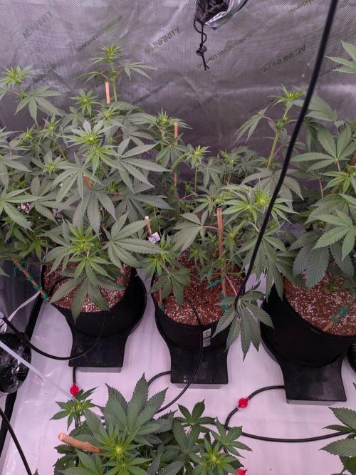 Clementine Slush #4. Week 10 - Week 2 Flower: Day 14 - All Trimmed Up