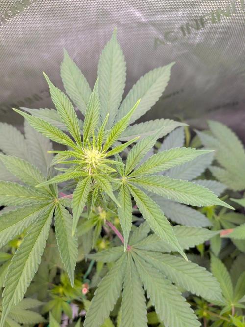 Clementine Slush #4. Week 10 - Week 2 Flower: Day 13 - Budlets