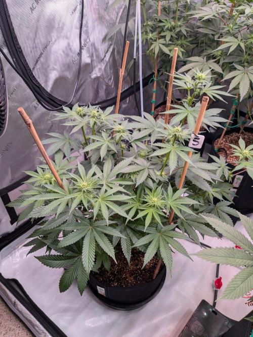 Clementine Slush #5. Week 11 - Week 3 Flower - Day 18