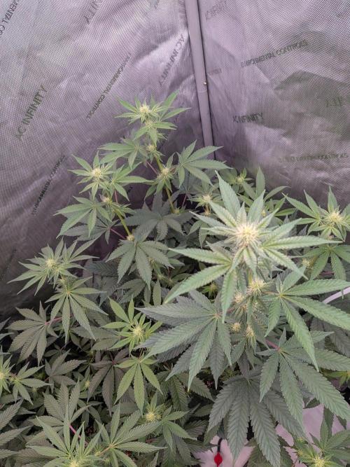 Clementine Slush #2. Week 11 - Week 3 Flower: Day 20: Beautful!