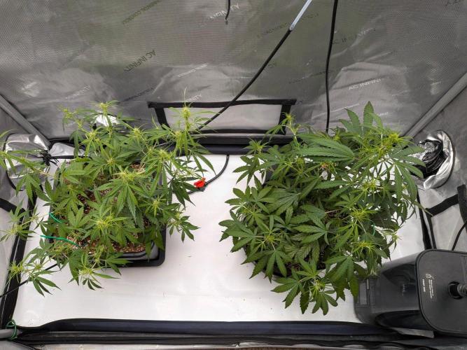 Critical Mass CBD Auto #1. Week 6 - Week 6 - Day 46: Side-by-Side