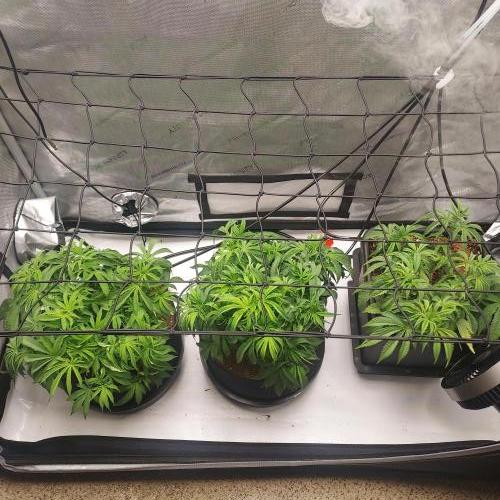 Punch Pie x 2 - Ready for a Knockout!. Week 6 - Full Tent View with Wedding Gelato