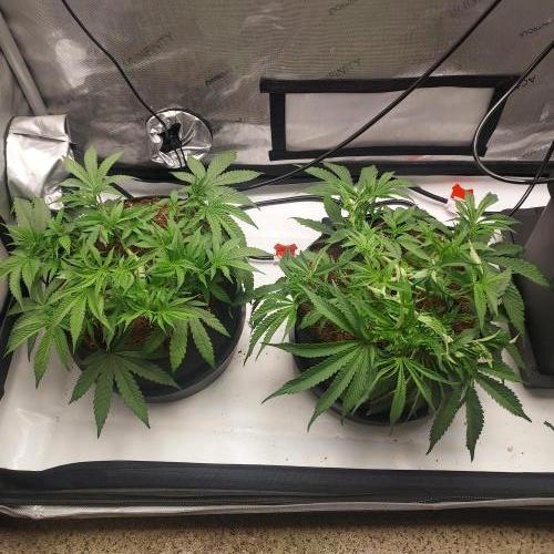 Punch Pie x 2 - Ready for a Knockout!. Week 5 - Day 34