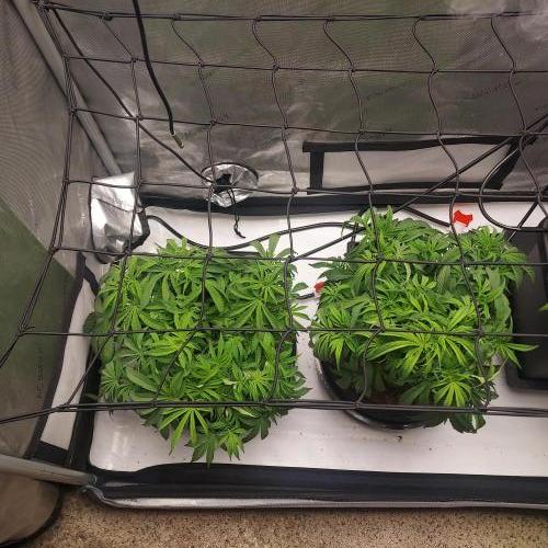 Punch Pie x 2 - Ready for a Knockout!. Week 6 - Day 41 - Flu A...and reservoir empty 