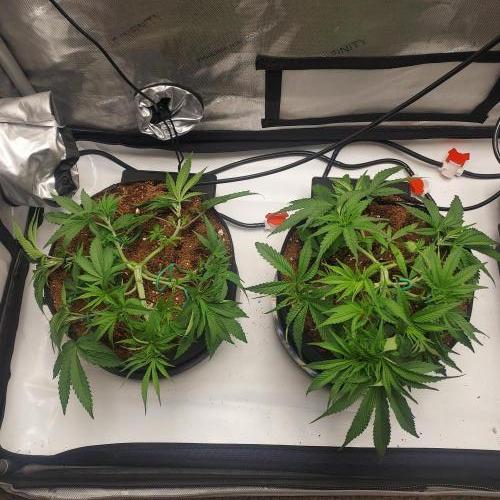 Punch Pie x 2 - Ready for a Knockout!. Week 5 - Day 31 defoliation and training