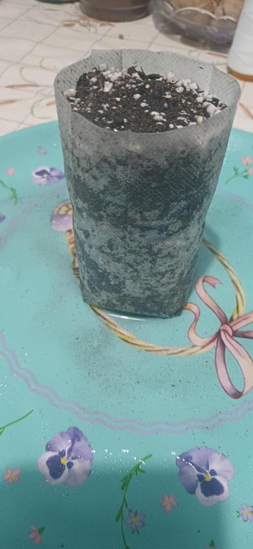 Grapes from UKHTA. Week 0