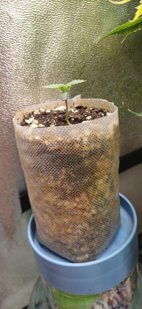 Grapes from UKHTA. Week 1