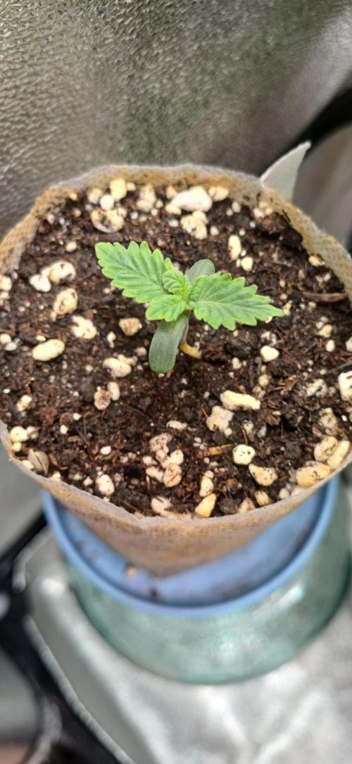 Grapes from UKHTA. Week 1