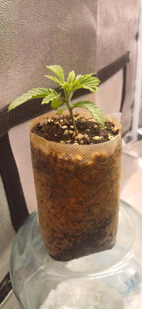 Grapes from UKHTA. Week 2