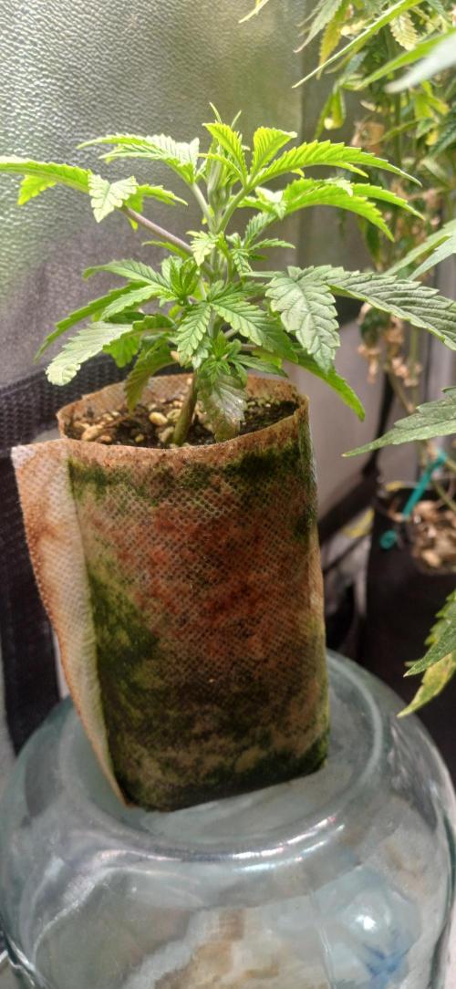 Grapes from UKHTA. Week 3