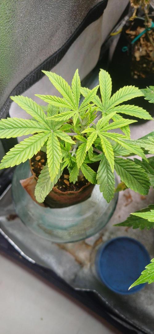 Grapes from UKHTA. Week 3