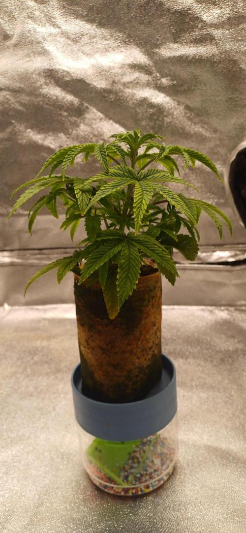 Grapes from UKHTA. Week 4