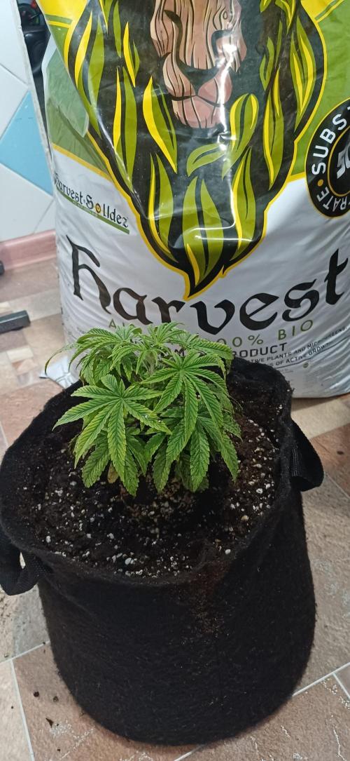 Grapes from UKHTA. Week 4