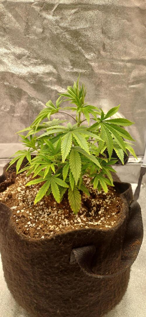 Grapes from UKHTA. Week 5