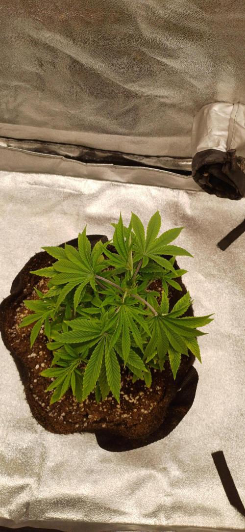 Grapes from UKHTA. Week 5