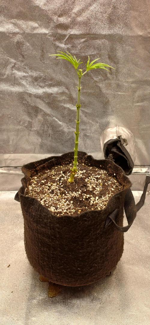 Grapes from UKHTA. Week 6