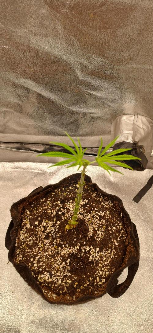 Grapes from UKHTA. Week 6