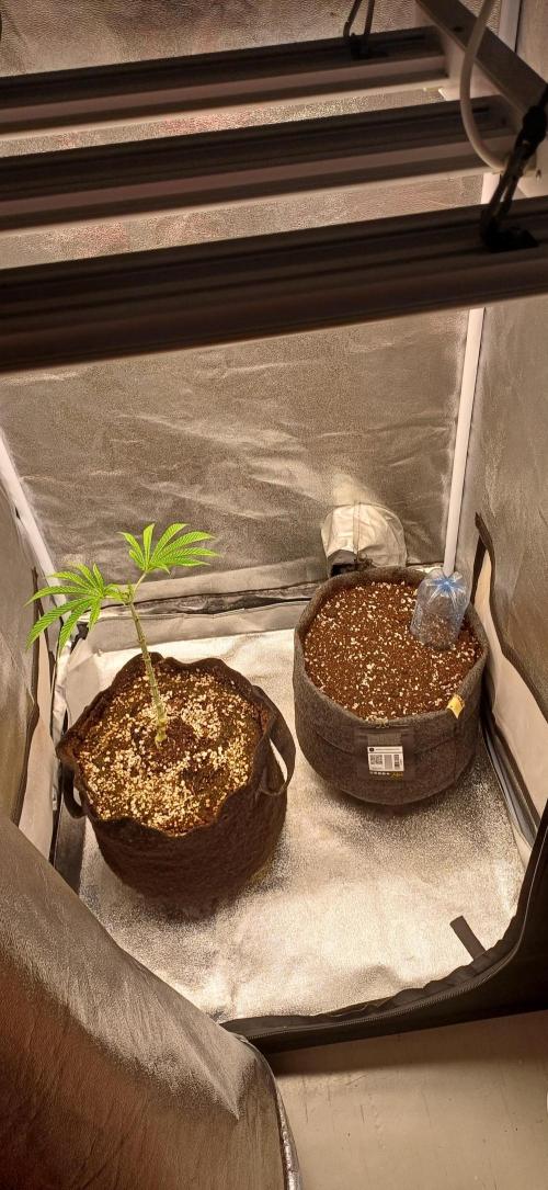Gorilla cookies soil. Week 0