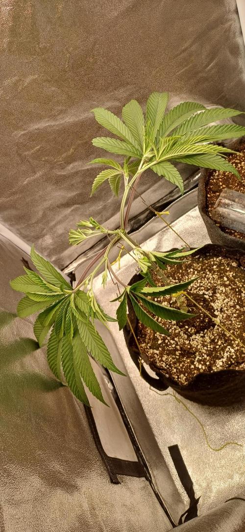 Grapes from UKHTA. Week 7
