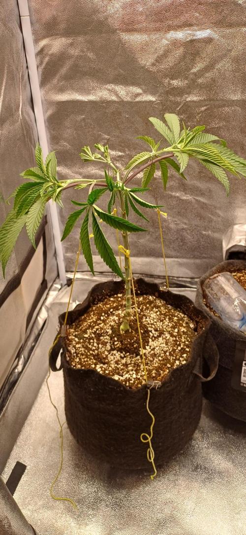 Grapes from UKHTA. Week 7